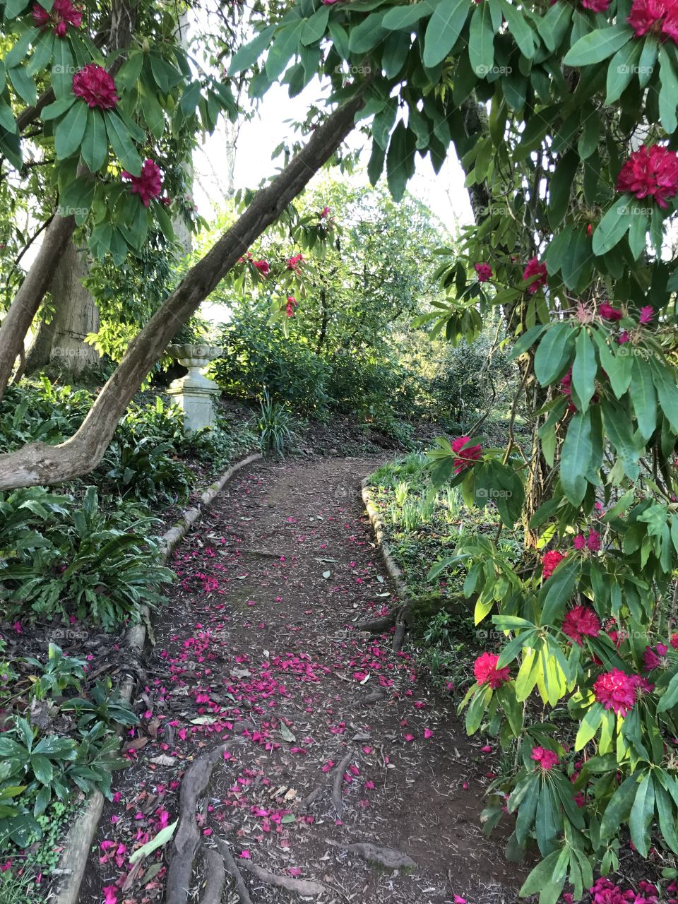 The crimson red flowers light up this garden path.