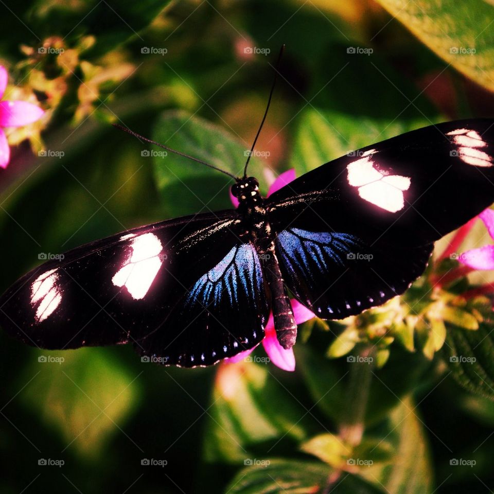 Flutter by