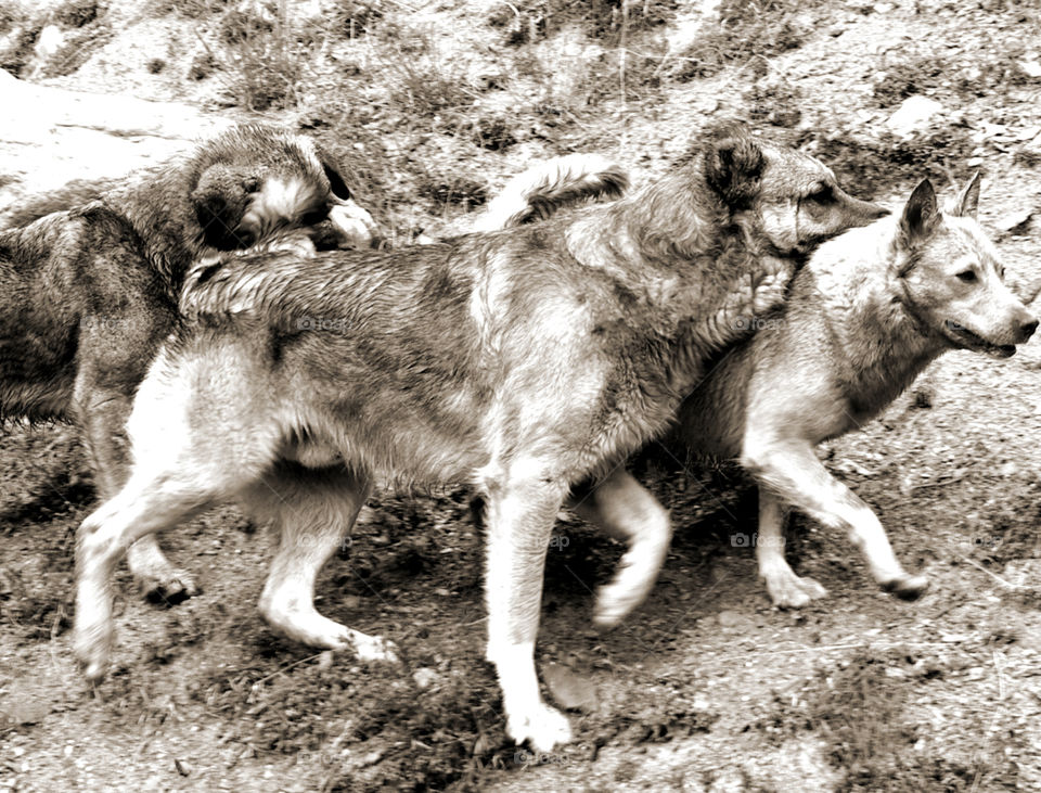 dog dogs wild wilderness by Bea