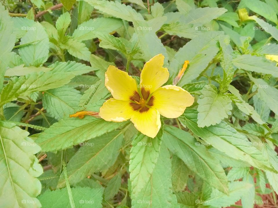 Turnera ulmifolia is a nectar-producing plant developed as a food source for natural enemies of oil palm plant pests or plantations and agriculture