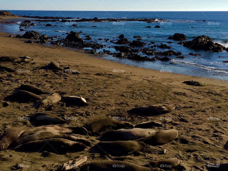 Elephant seals