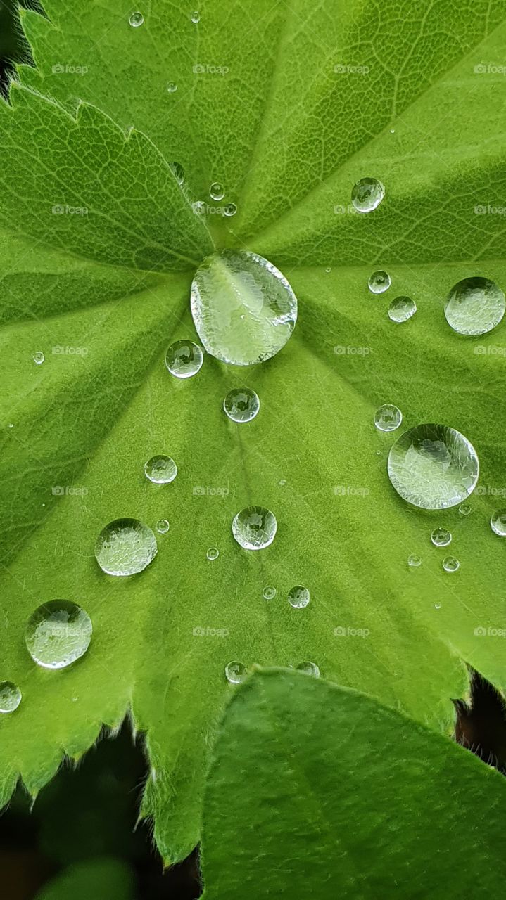 water droplets on a leaf