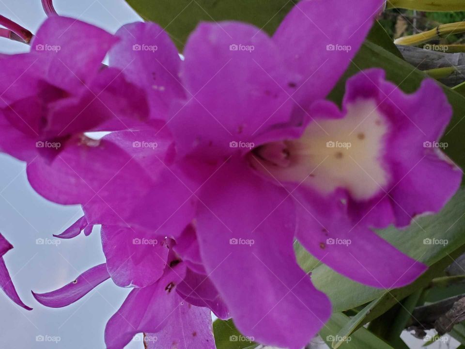 orchid