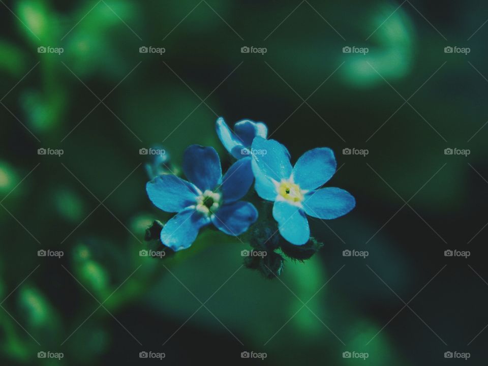 forget-me-not