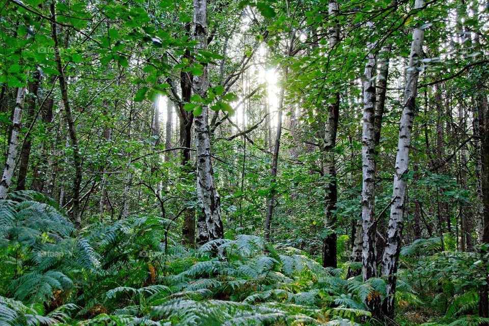 forest in the morning