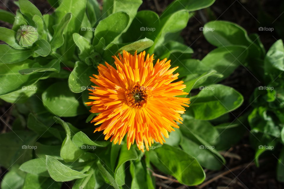 An orange coloured flower.