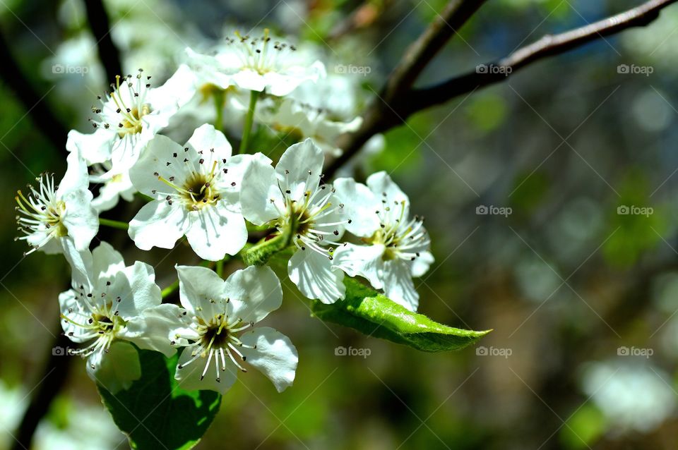 white tree flowers