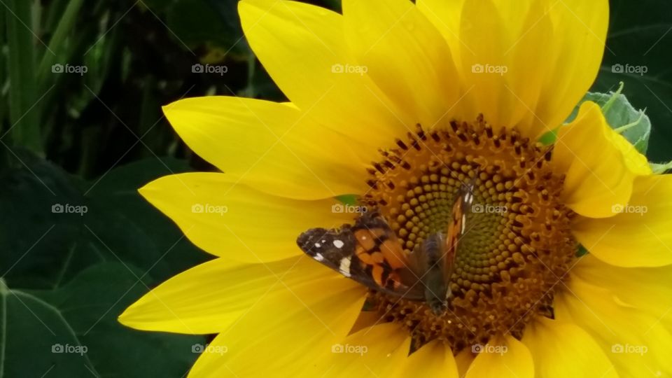 Sunflower & Butterfly