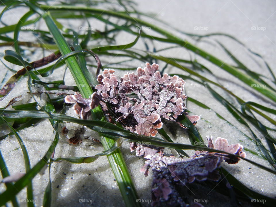 vegetation on the beach