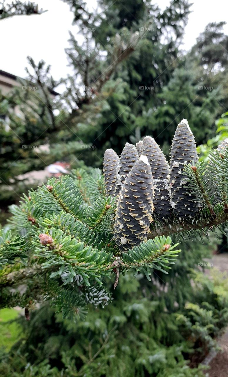 Fir cones