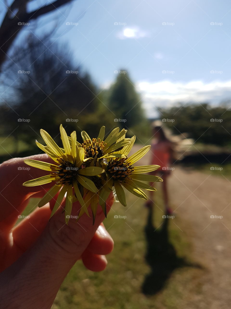 Daisies