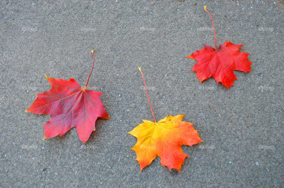 autumn colors. maple leaves