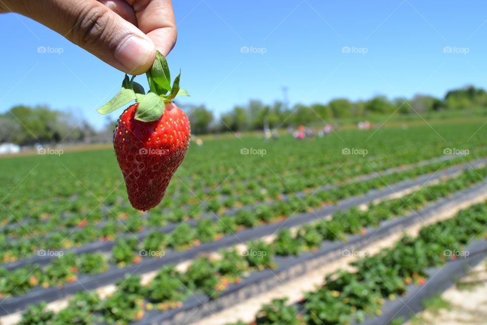 Strawberry farm 