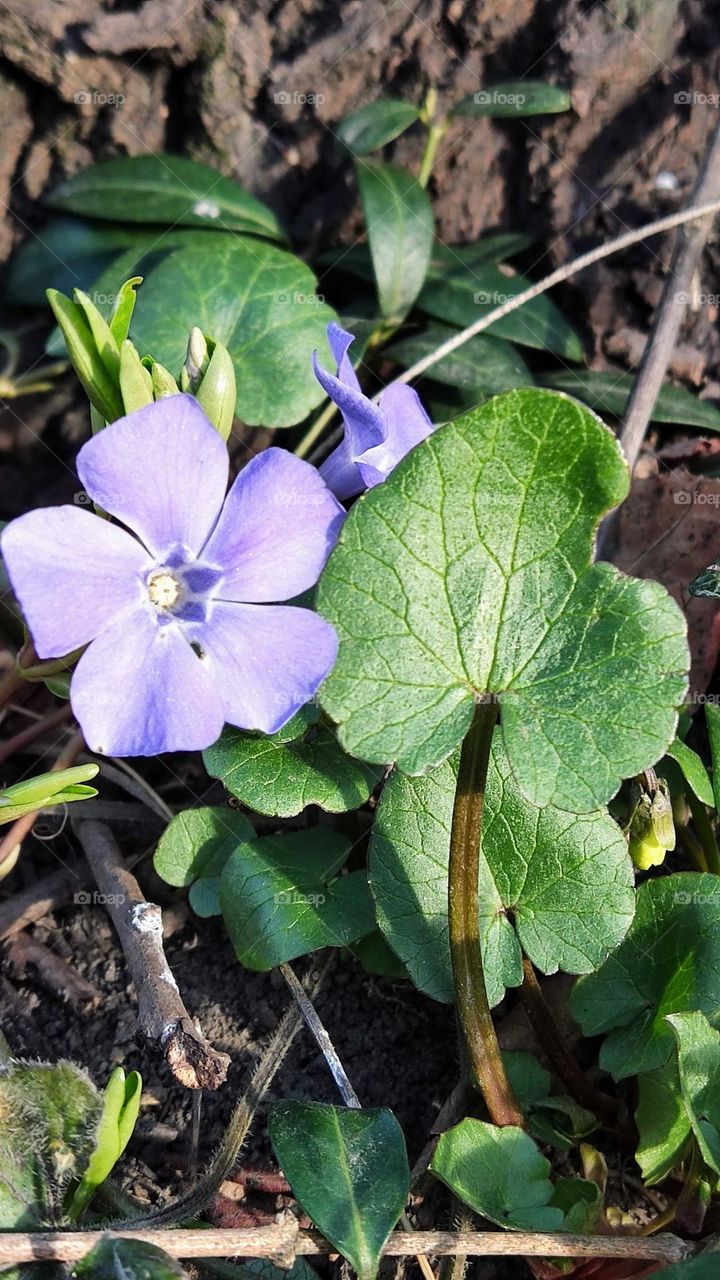 the flower and the leaf