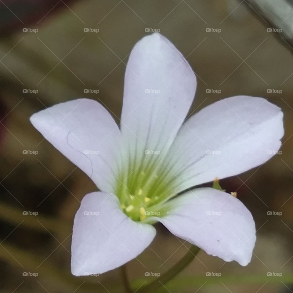 flower 1