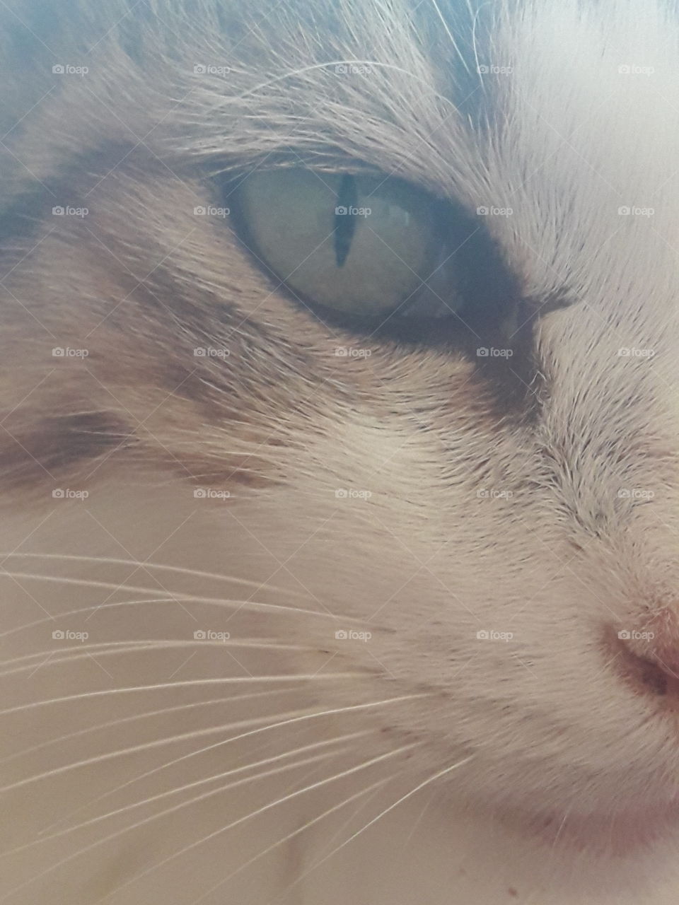 very close to the cat's face