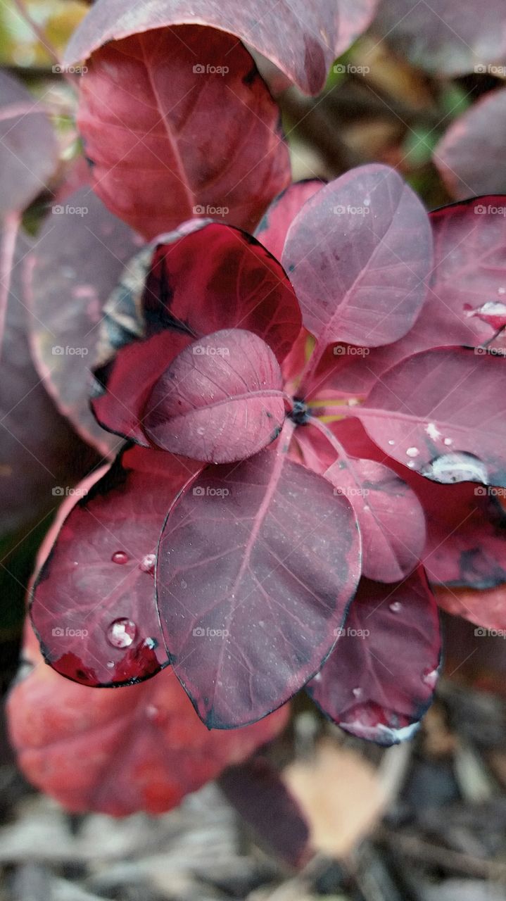 colourful fall leaves after rainfall