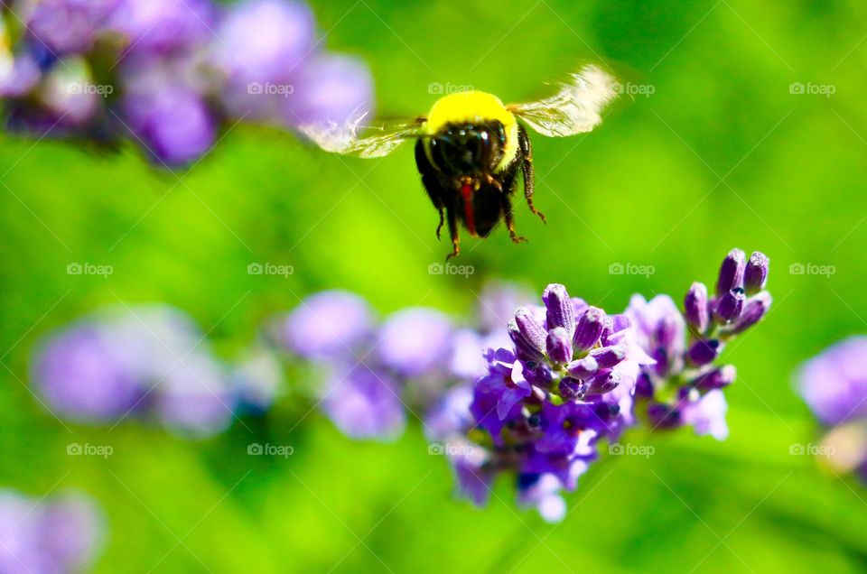 Fuzzy bumblebee loving on some lavender in my garden.