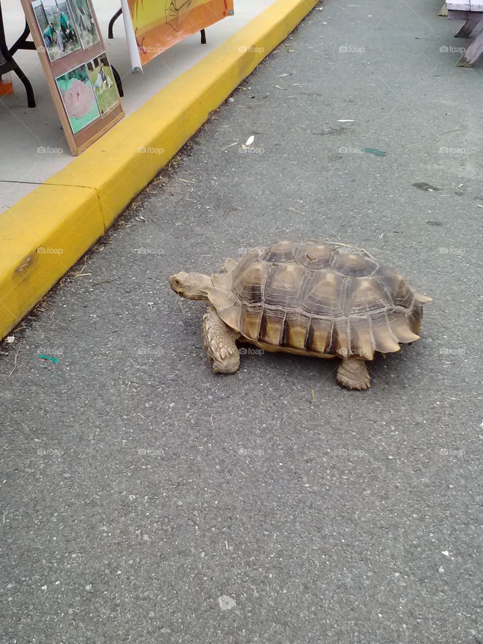 tortoise. tortoise on the road