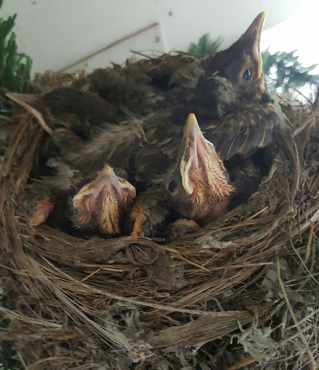 Full house