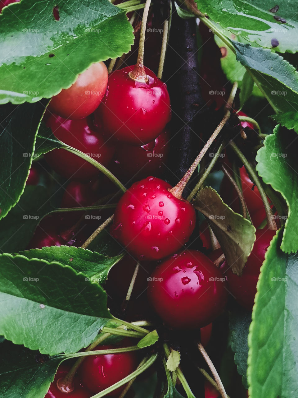 The season of cherries