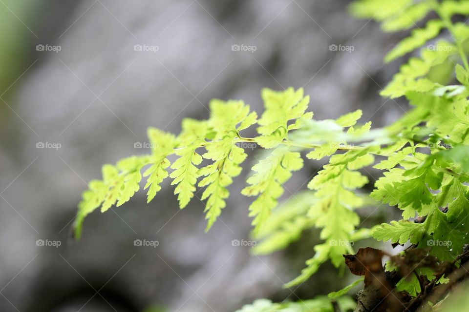 Sunlight on a Fern Leaf