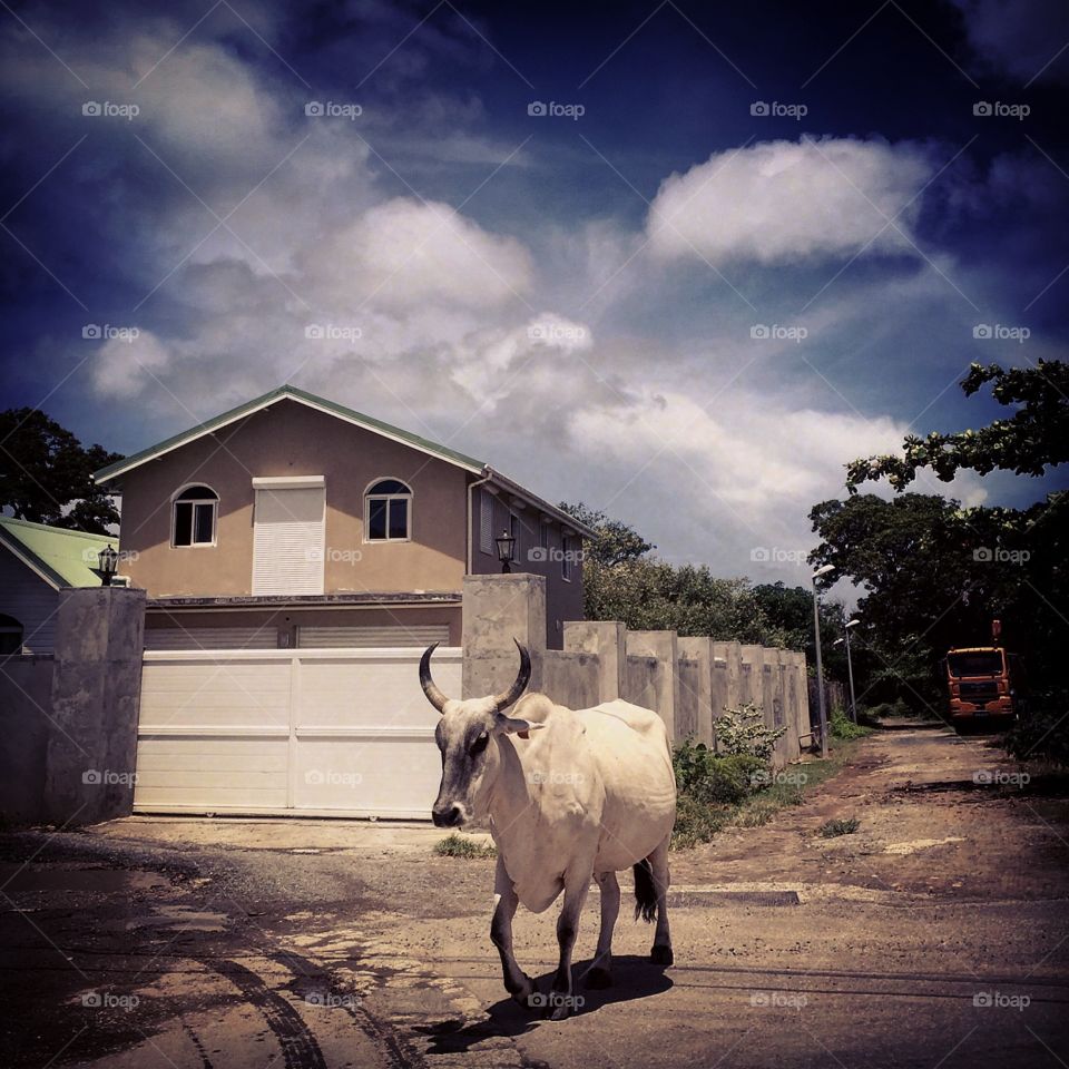 Cow Holding Up Traffic In St. Martin 