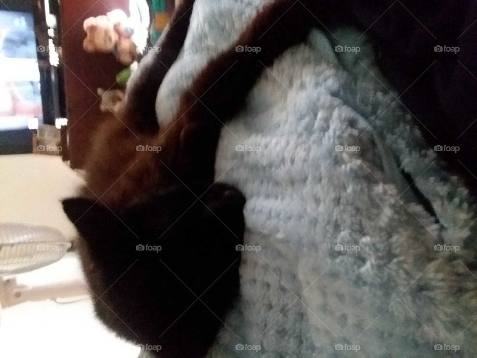 sleeping male black cat bed