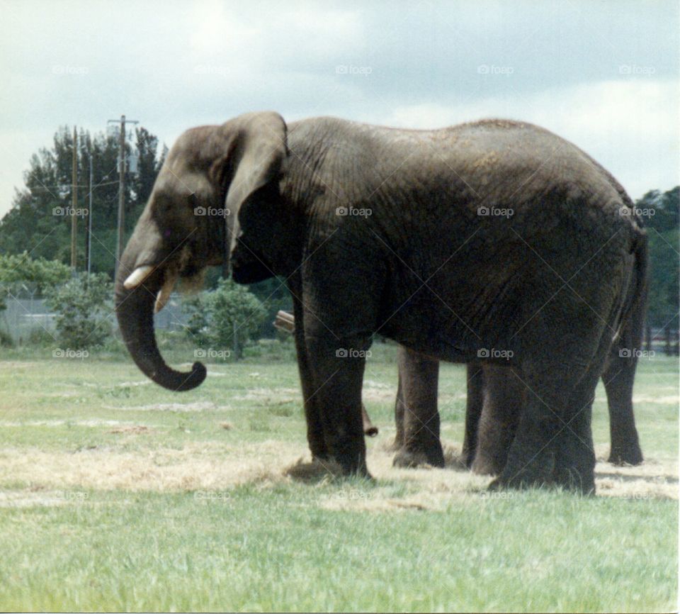 Elephants. Elephants