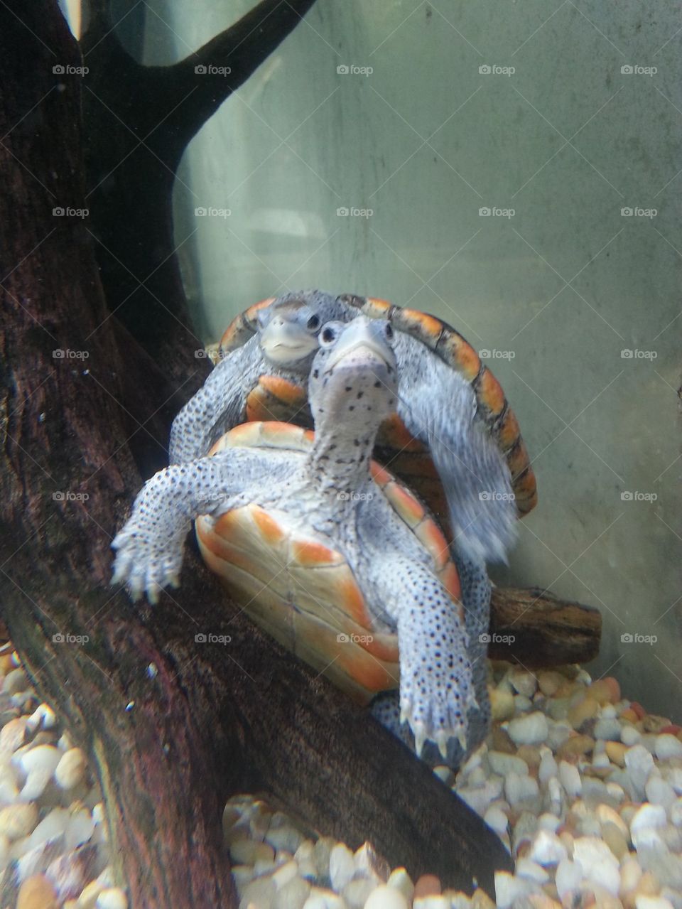 Turtle Friendships Last Forever