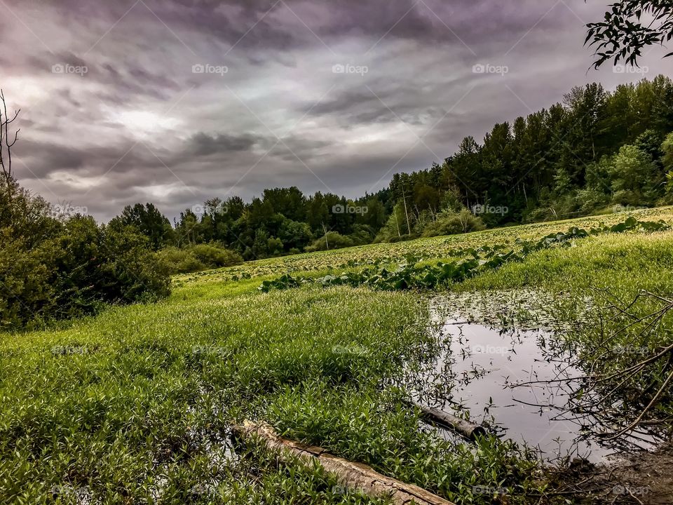 Panther Lake in Grey