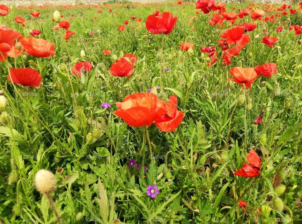 Poppies!