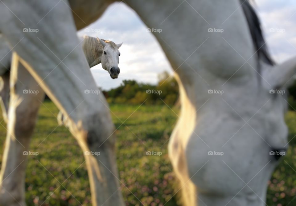 Two gray horses in a spring pasture