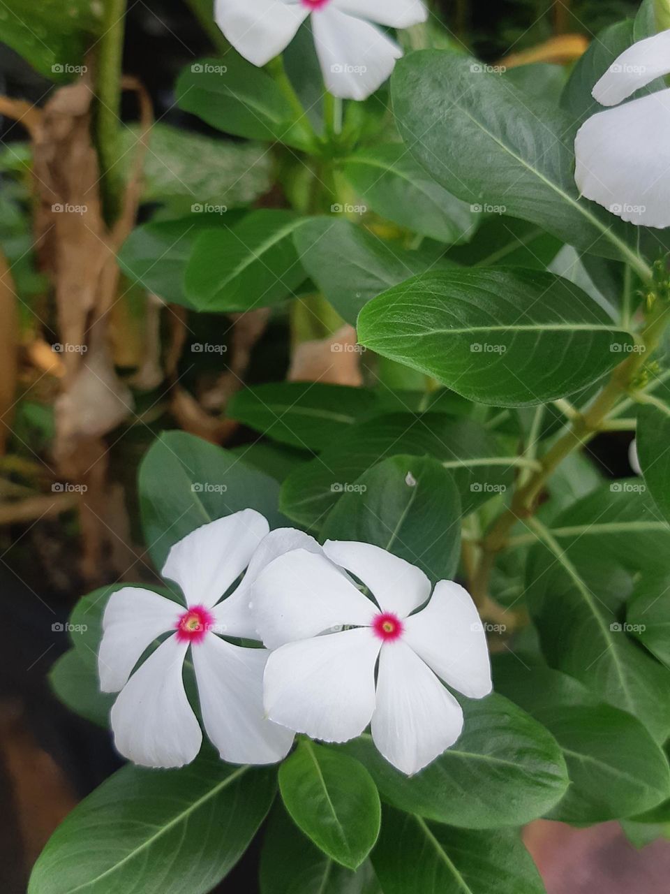 Close up beautiful white colour of chataranthus roseus surrounded by green leaves in the garden