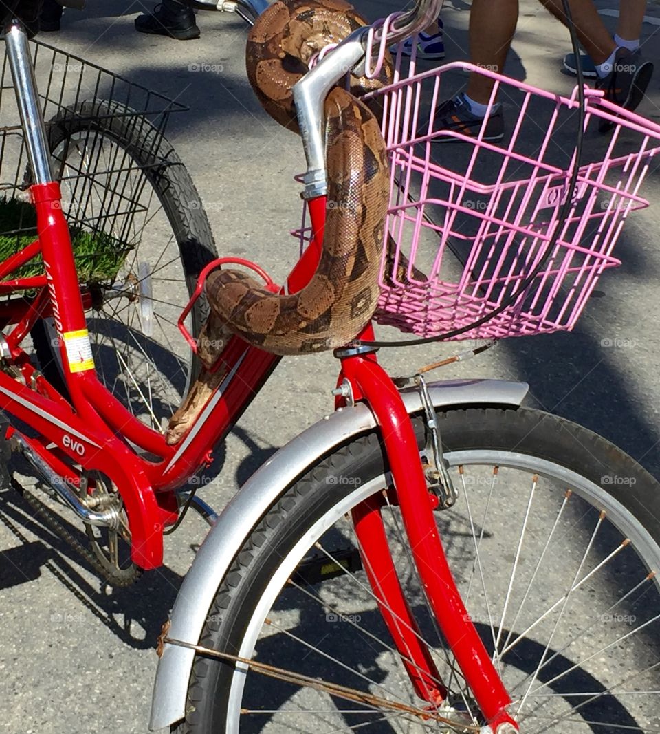 Snake  escaping from bicycle