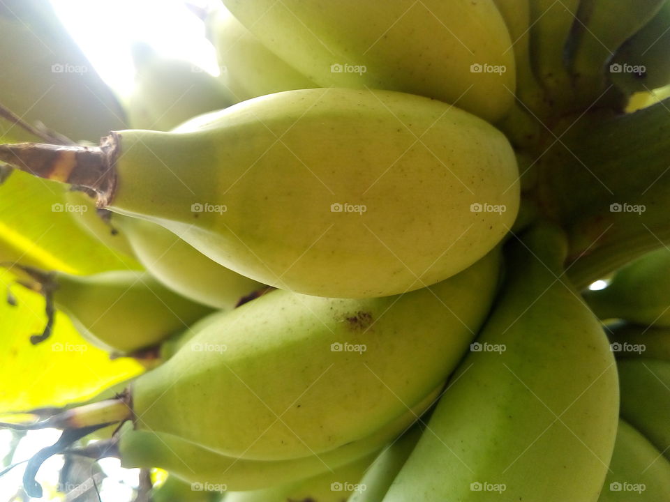 banana fruit