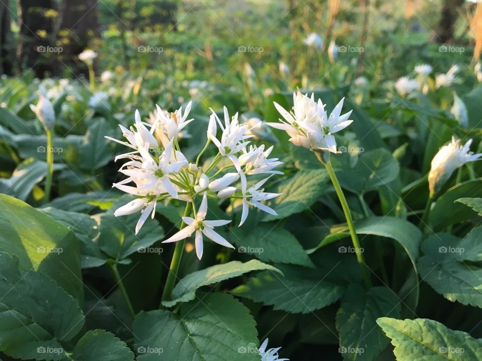 Wild garlic beginning to bloom in the woods ... Springtime is here ....