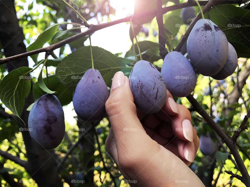 Taking a fresh ripe plum from the tree 