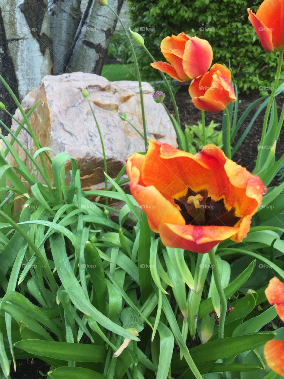 Reigning Rain on Sunrise Flowers