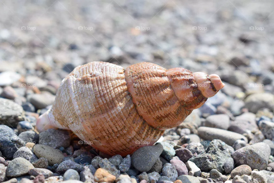 Shell