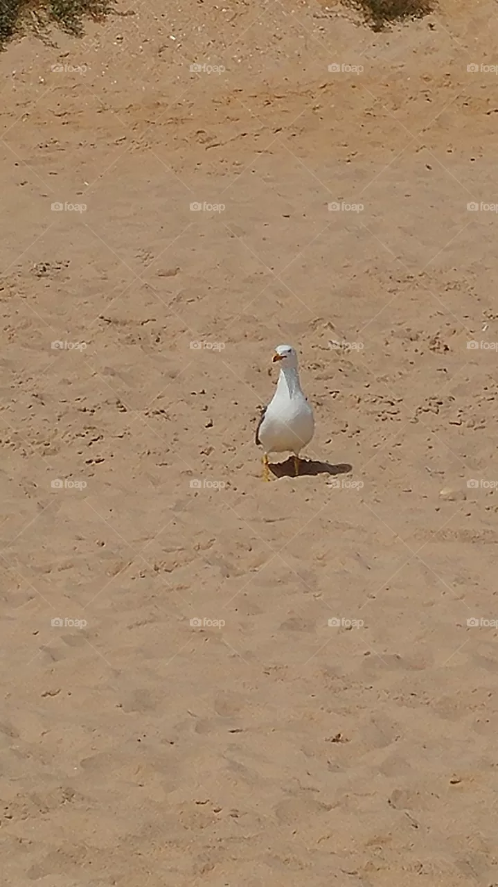 bird