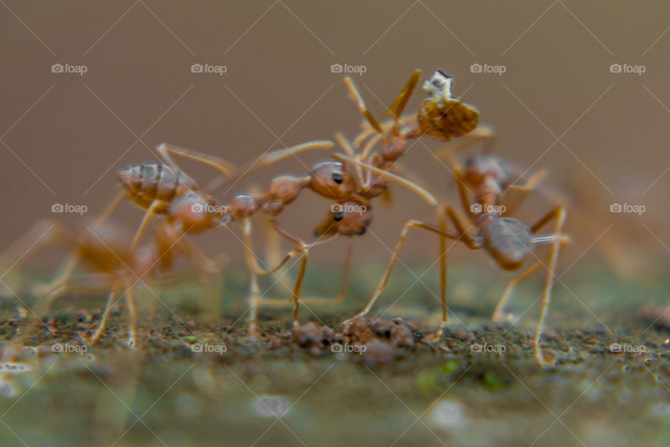 Weaver ant