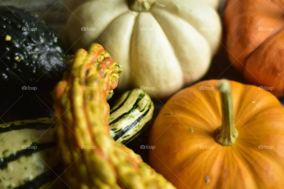 Pumpkin everything spices autumn seasonal colors fall