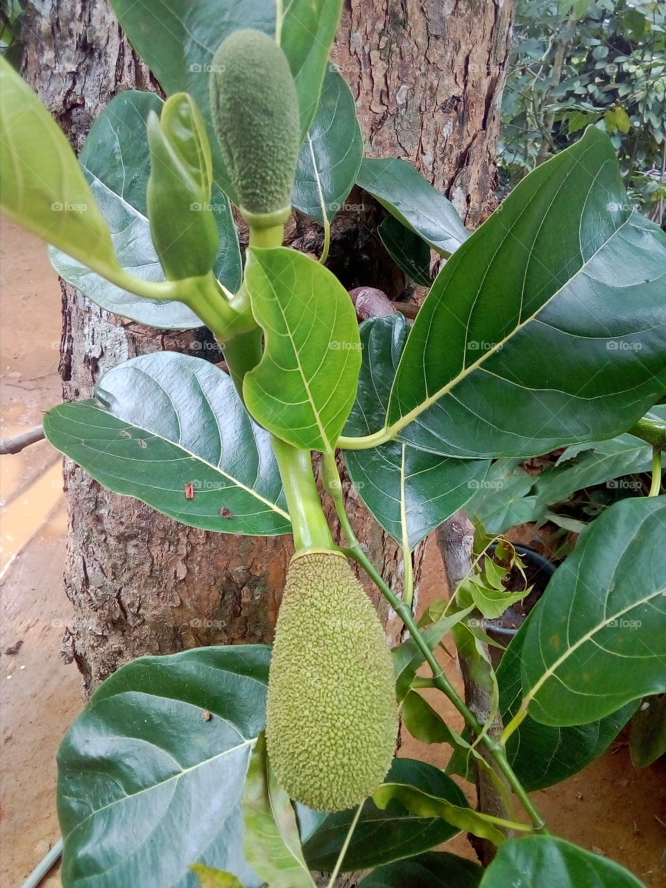 small jackfruit