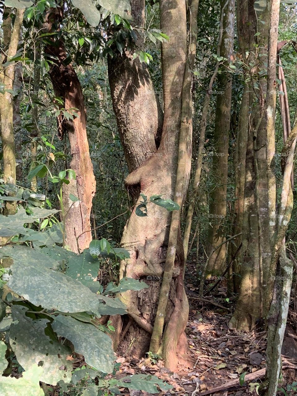 Details of trees in the forest 