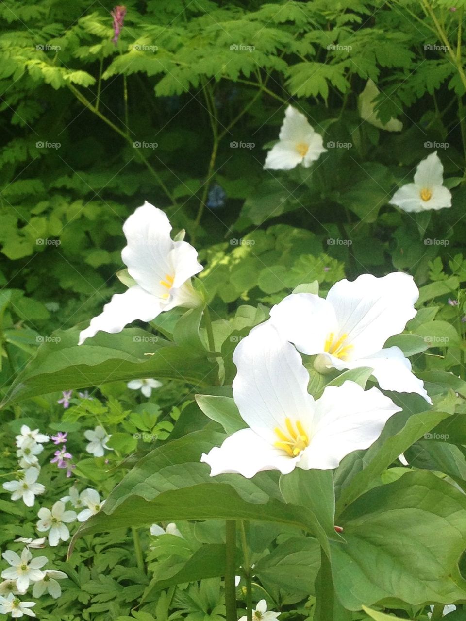 White flowers