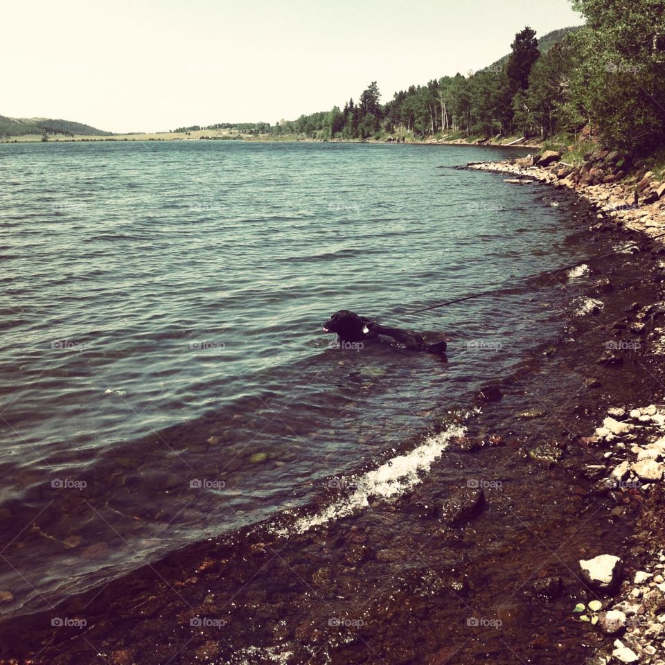 Hot dog. Tonto the black lab takes a swim to cool down