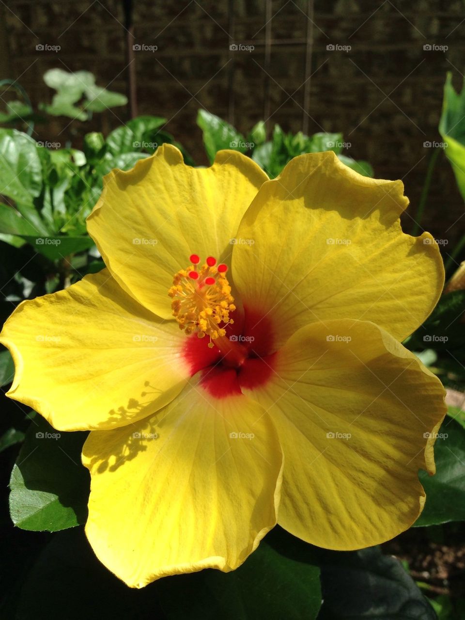 Yellow Hibiscus