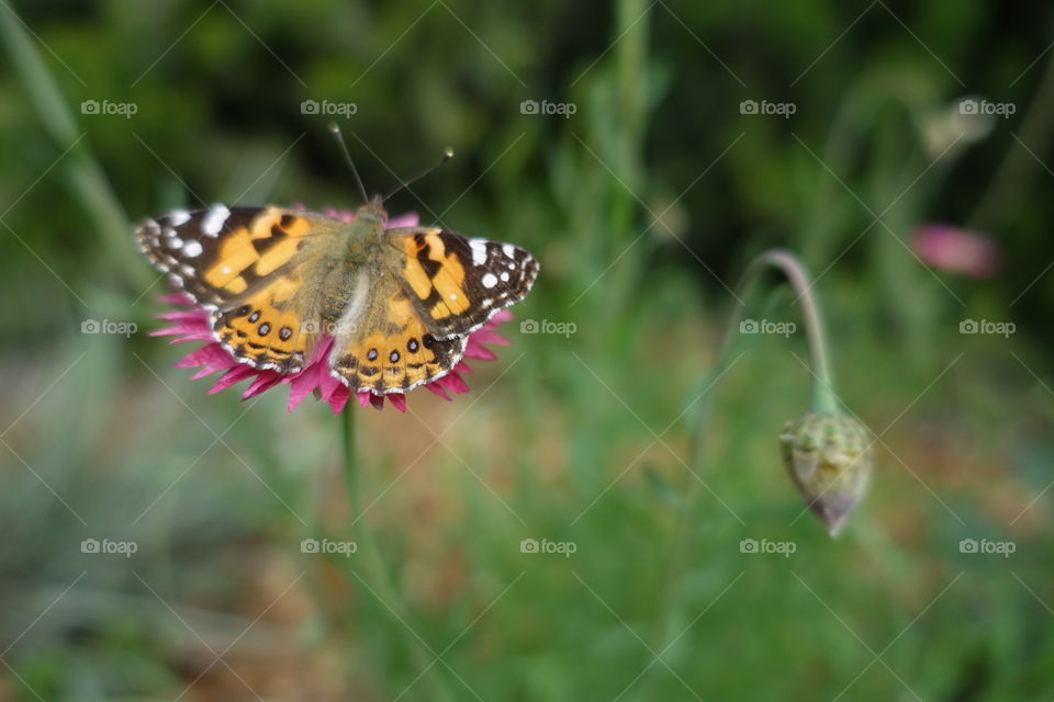 A orange butterfly is resting on a pink daisy called pink sunray.