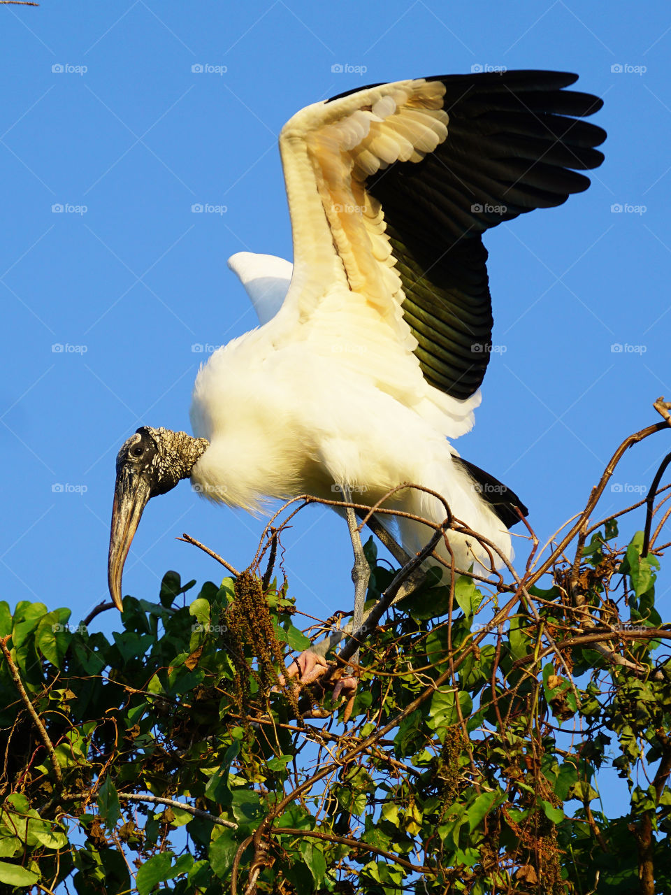 Wood Stork